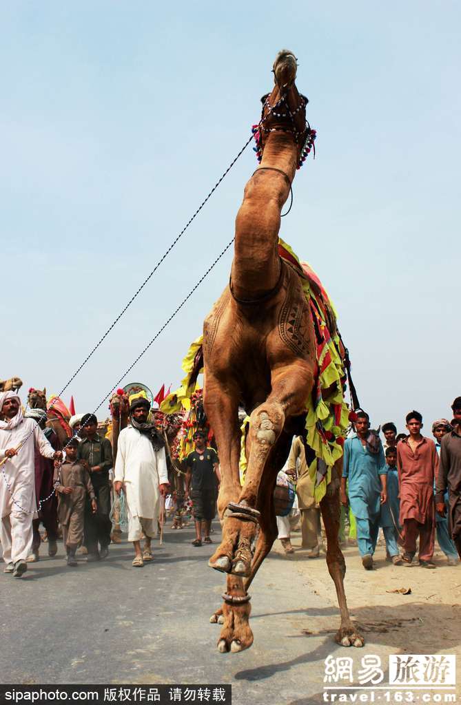 巴基斯坦骆驼被“牵着鼻子走” 表示很不满(9) 第9页