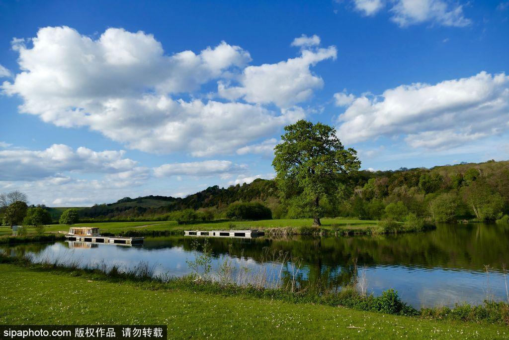 英国各地春光宜人 风铃草盛开如画(2) 第2页