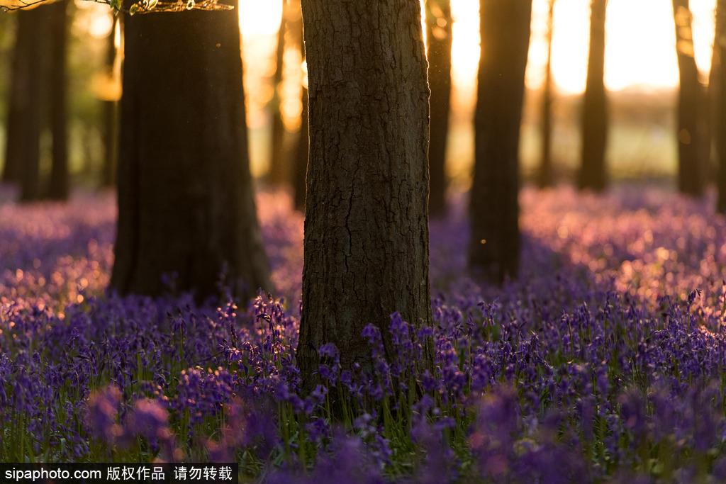 英国各地春光宜人 风铃草盛开如画(9) 第9页