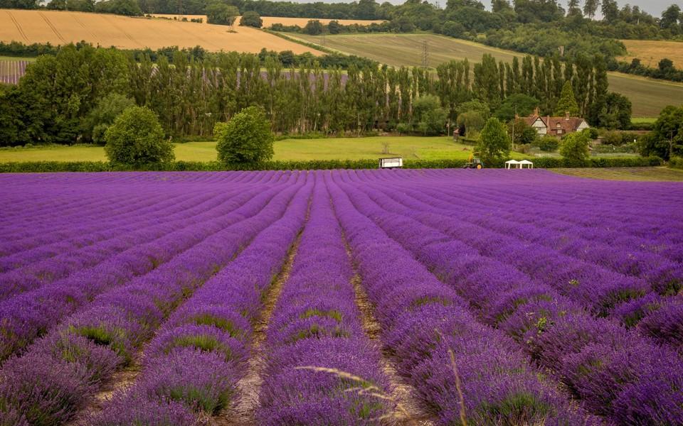 紫色薰衣草风景壁纸