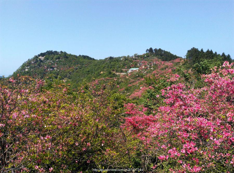 罗田黄狮寨杜鹃花海(10) 第10页