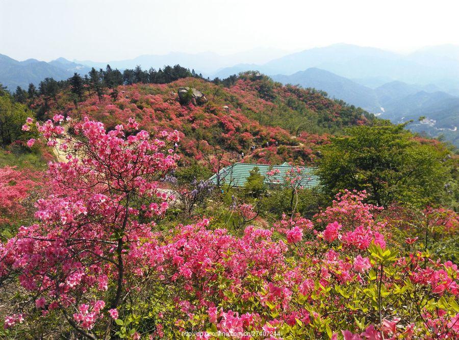 罗田黄狮寨杜鹃花海(14) 第14页