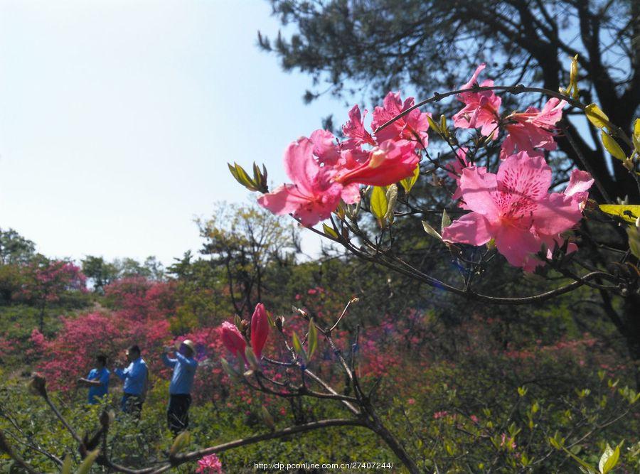 罗田黄狮寨杜鹃花海(17) 第17页