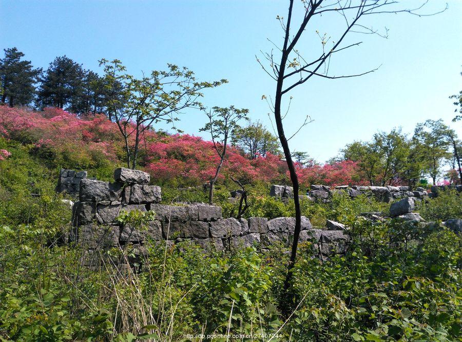 罗田黄狮寨杜鹃花海