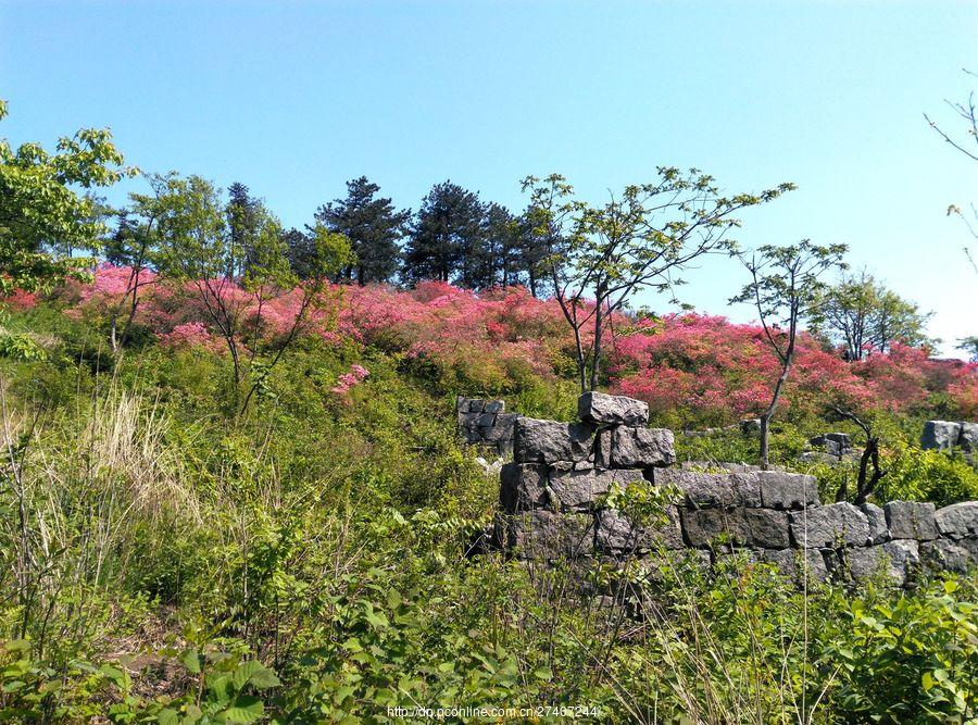 罗田黄狮寨杜鹃花海