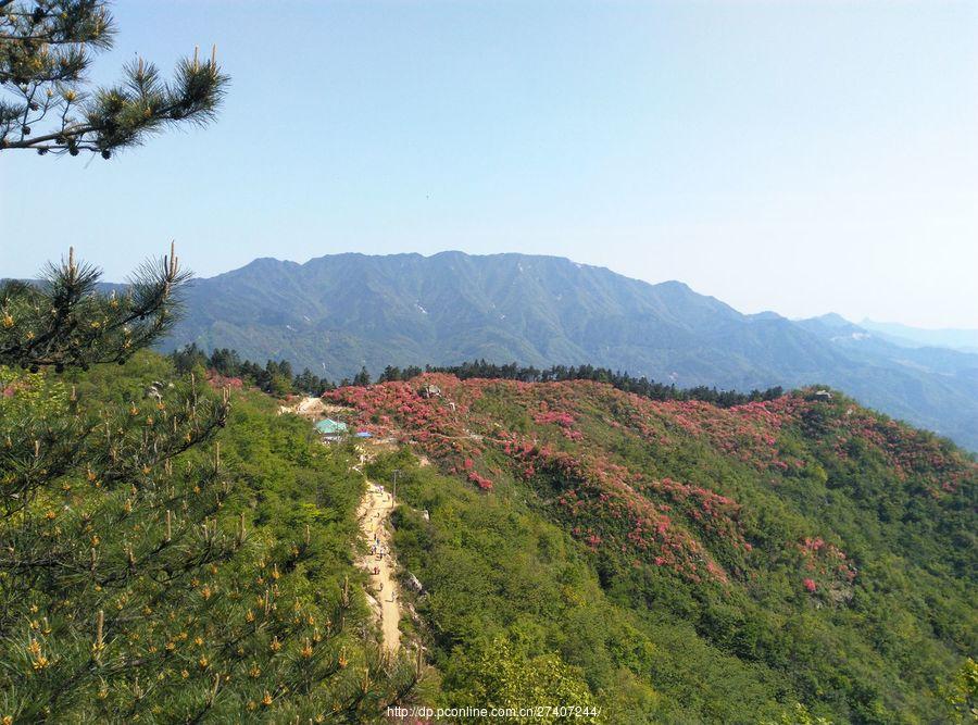 罗田黄狮寨杜鹃花海(4) 第4页