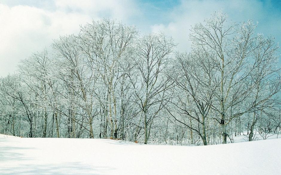 森林雪景图片大全 森林美丽的雪景图片高清