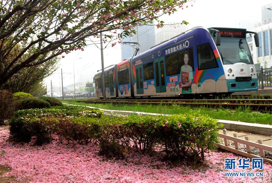 大连街头樱花铺成“地毯” 樱花在大风后凋谢落地 第1页