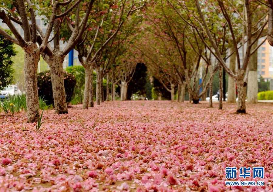 大连街头樱花铺成“地毯” 樱花在大风后凋谢落地(2) 第2页