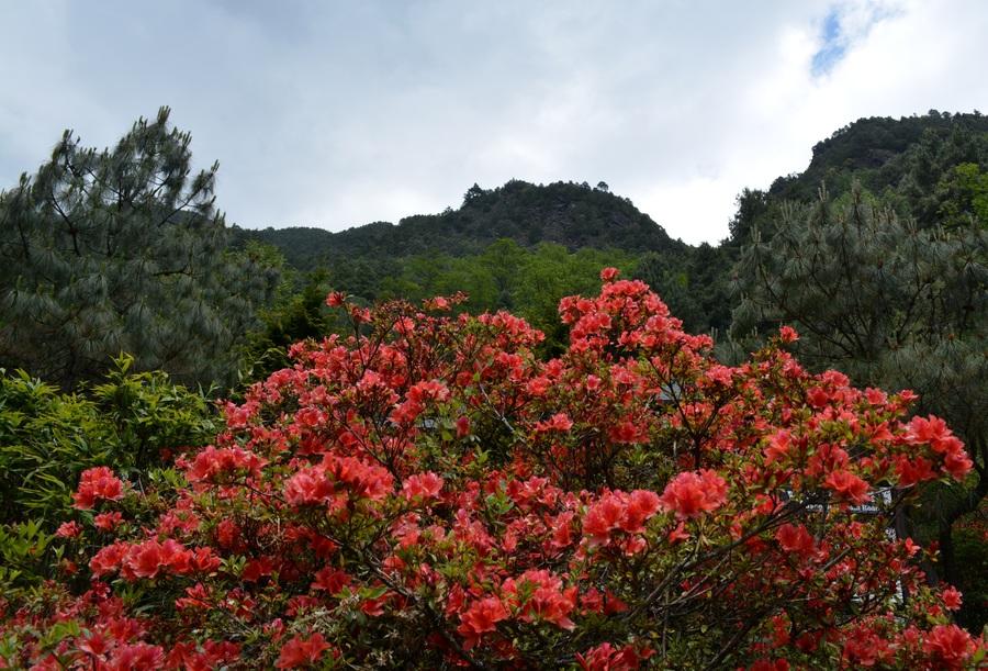 玉带路随拍之山花烂漫 第1页