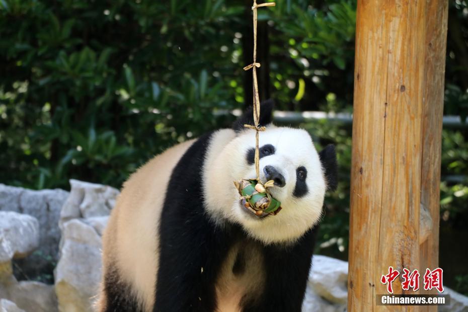 扬州动物园大熊猫品尝粽子迎端午 第1页