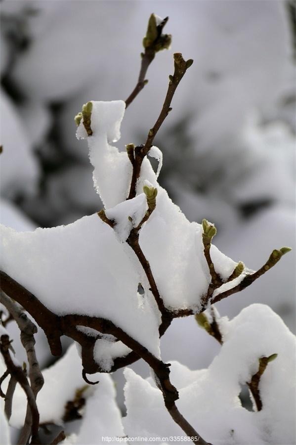 雪中情趣(29) 第29页