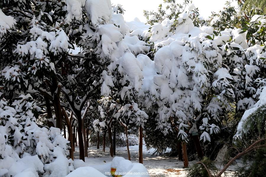 雪中情趣(47) 第47页