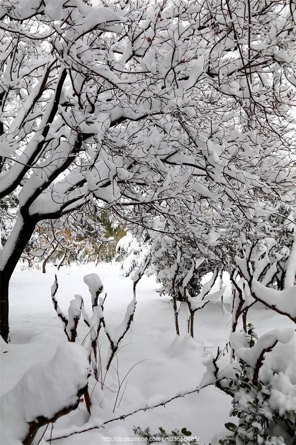 雪中情趣(8) 第8页