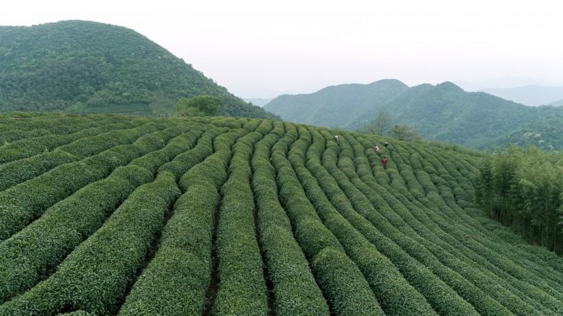 绿色茶园风景图片