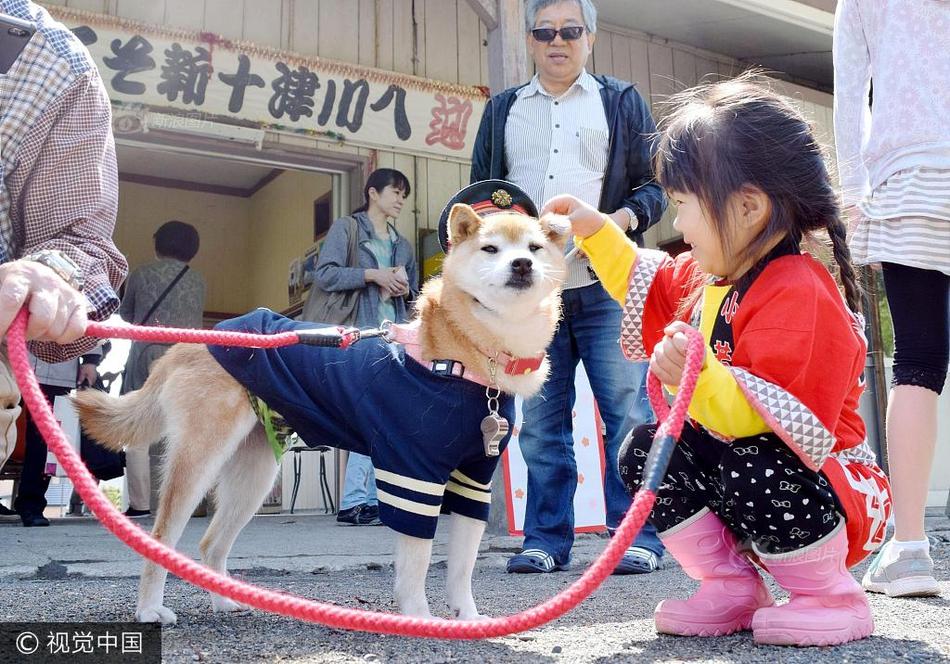 组图：呆萌柴犬成火车站站长 穿制服值班吸引“迷妹”(2) 第2页