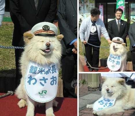 组图：呆萌柴犬成火车站站长 穿制服值班吸引“迷妹”(4) 第4页