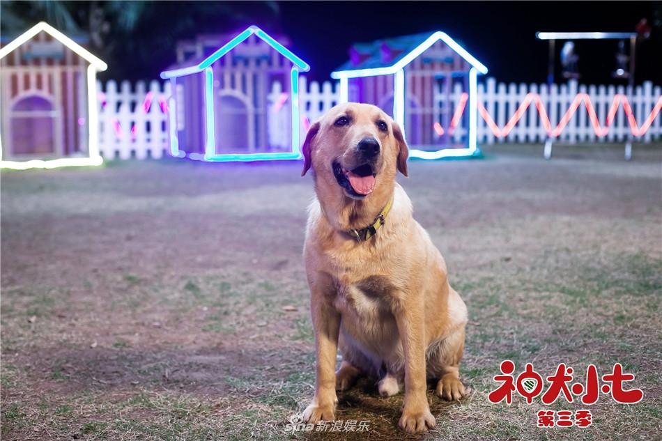 组图：《神犬小七第三季》曝花絮 萌宠精神抖擞一展歌喉 第1页