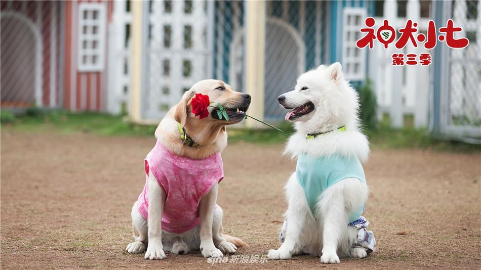 组图:《神犬小七第三季》曝花絮 萌宠精神抖擞一展歌喉