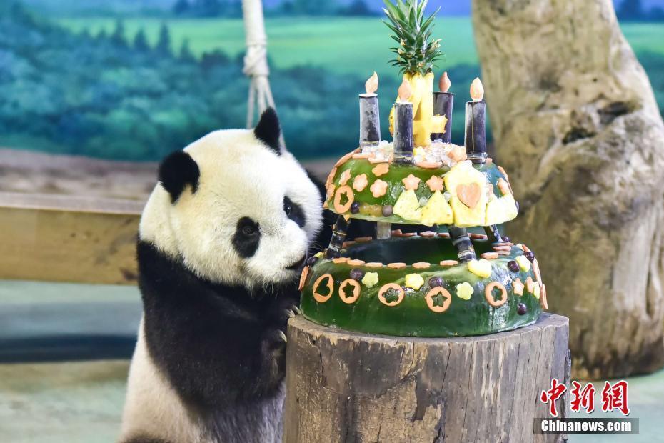 大熊猫圆仔在台北度过4岁生日 第1页