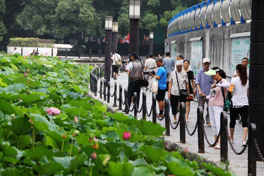 包河盛夏赏荷 第1页