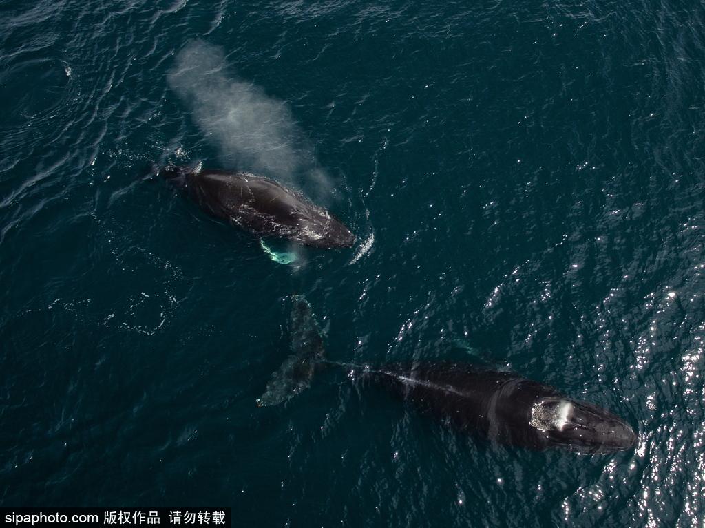 堪察加半岛海域现座头鲸 拍打浪花自由畅游 第1页