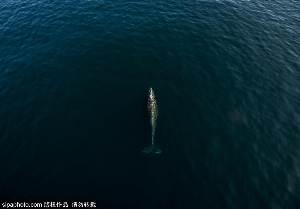 堪察加半岛海域现座头鲸 拍打浪花自由畅游(7) 第7页