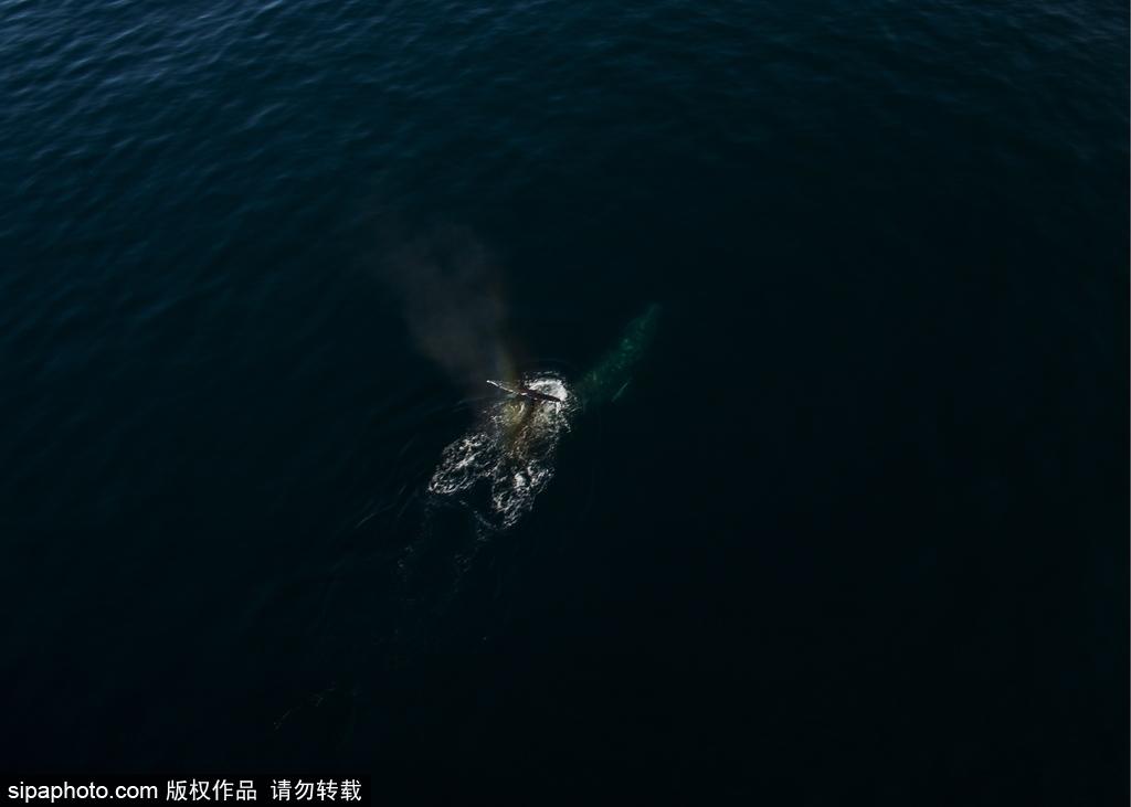 堪察加半岛海域现座头鲸 拍打浪花自由畅游(8) 第8页