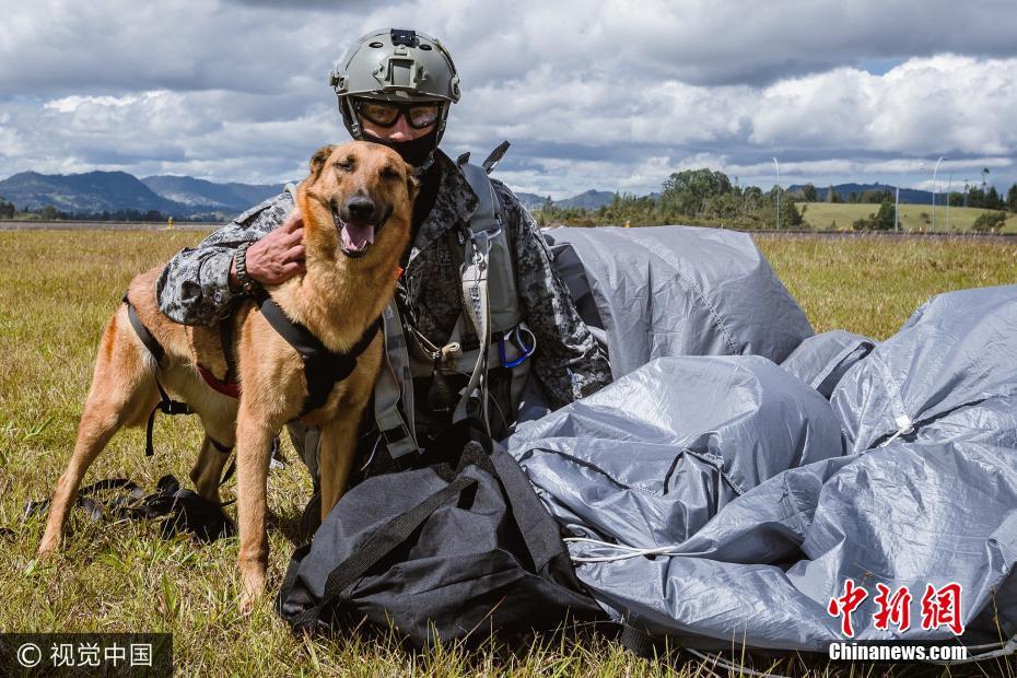 神兵天降！哥伦比亚军犬从四千米高空跳伞(3) 第3页