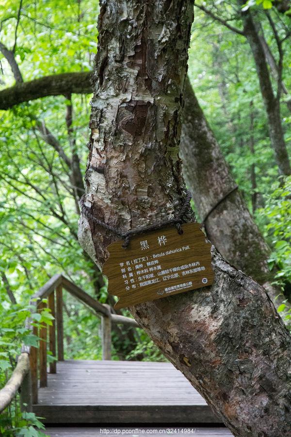 火山口地下森林(11) 第11页