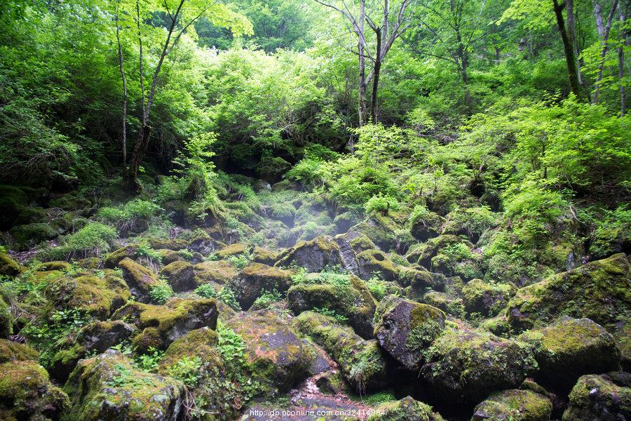 火山口地下森林(36) 第36页