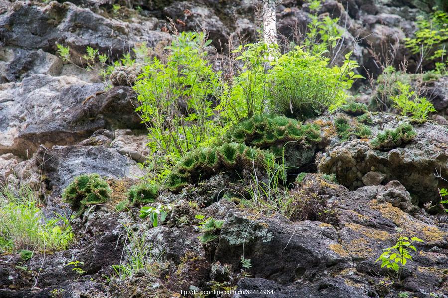 火山口地下森林(48) 第48页