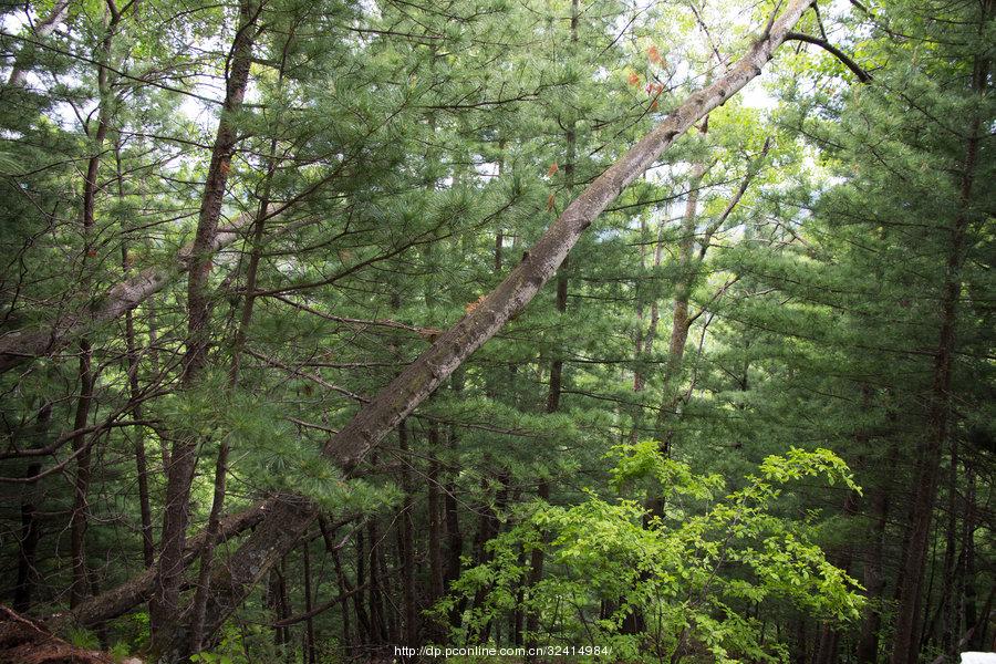 火山口地下森林(63) 第63页