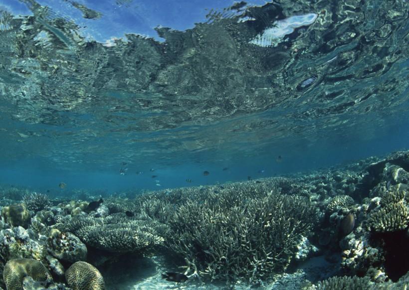 美不胜收的珊瑚海水底风景(2) 第2页