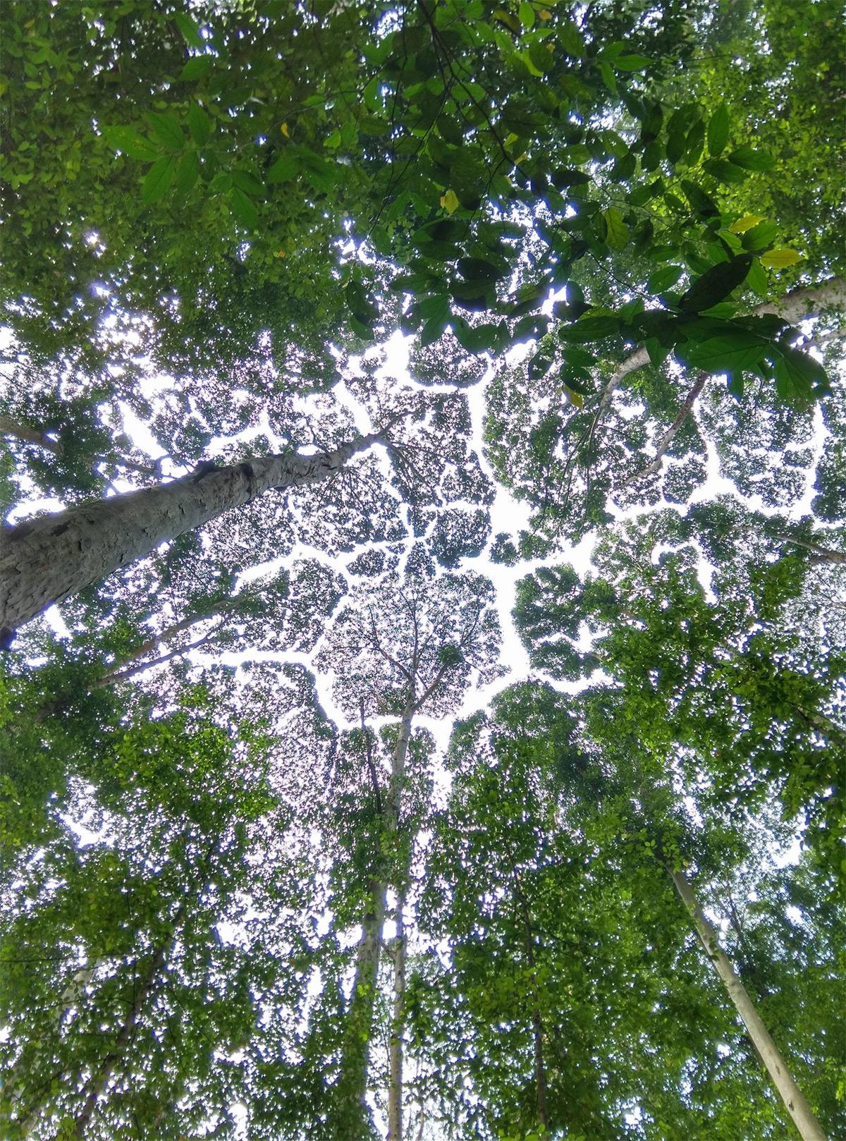 遮天蔽日的树木树冠景象图片 第1页