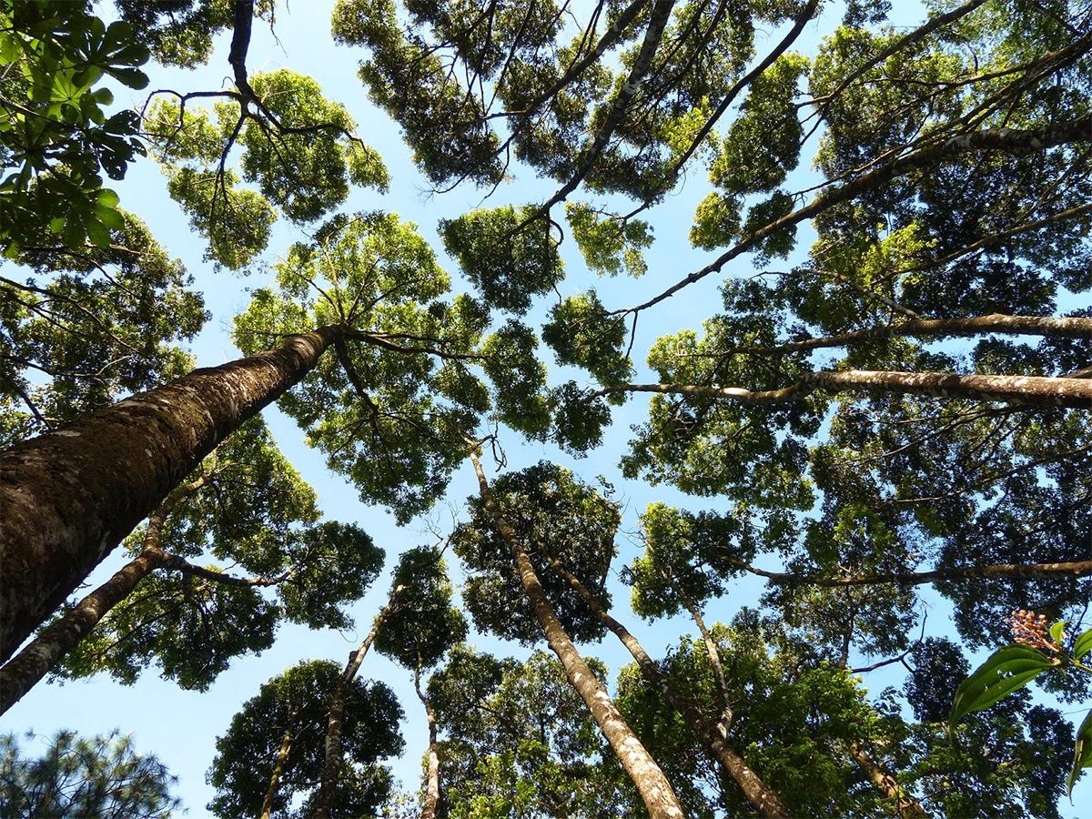 遮天蔽日的树木树冠景象图片(4) 第4页