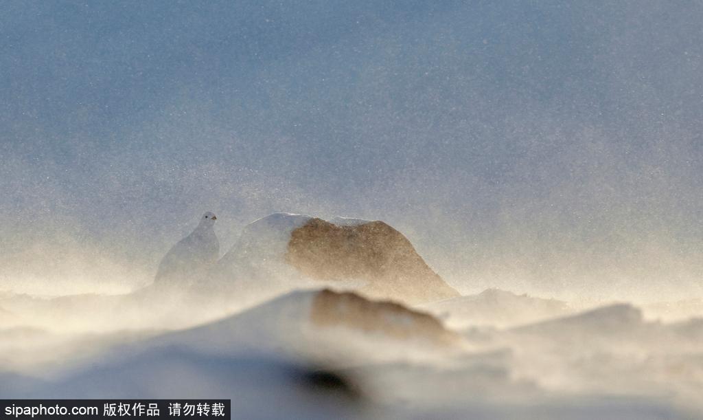 最强“隐身术” 柳雷鸟冬羽通体洁白雪中难辨 第1页