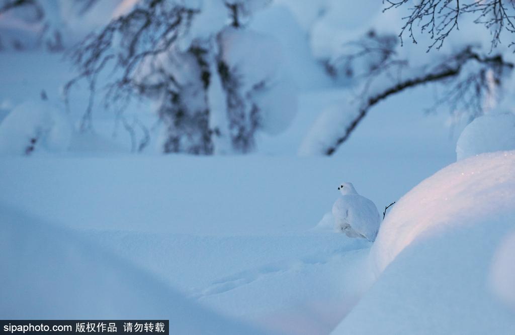 最强“隐身术” 柳雷鸟冬羽通体洁白雪中难辨(12) 第12页