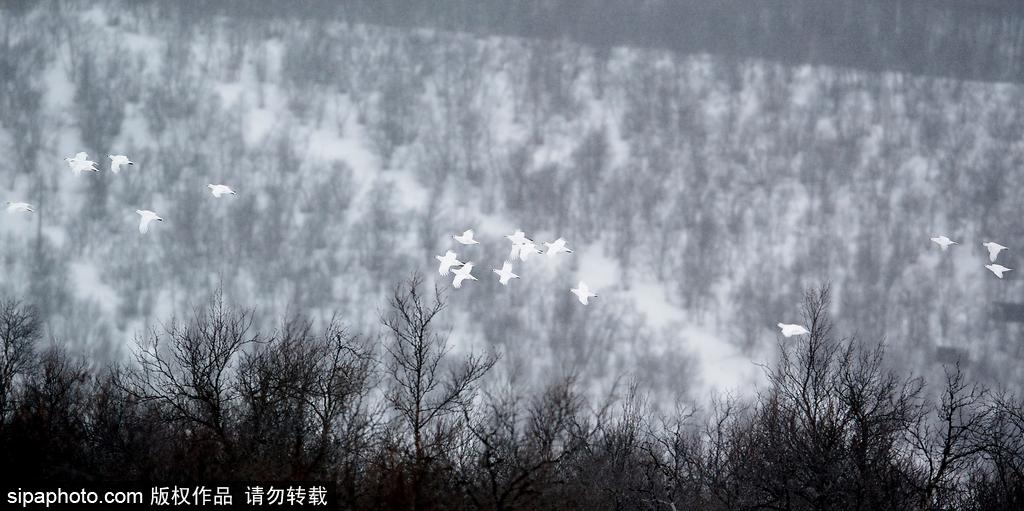 最强“隐身术” 柳雷鸟冬羽通体洁白雪中难辨(13) 第13页