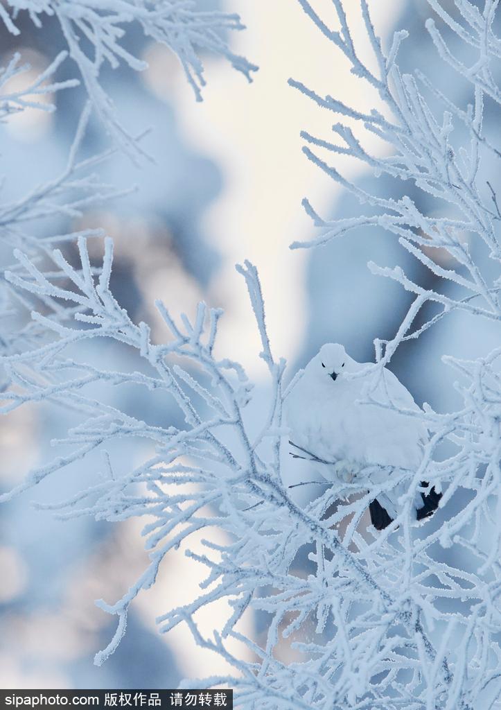 最强“隐身术” 柳雷鸟冬羽通体洁白雪中难辨(15) 第15页