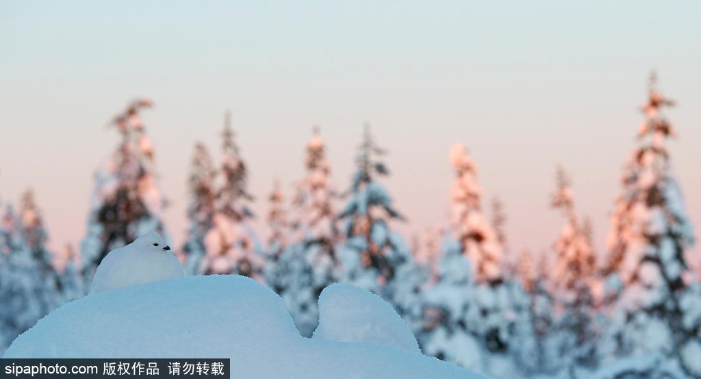 最强“隐身术” 柳雷鸟冬羽通体洁白雪中难辨(4) 第4页