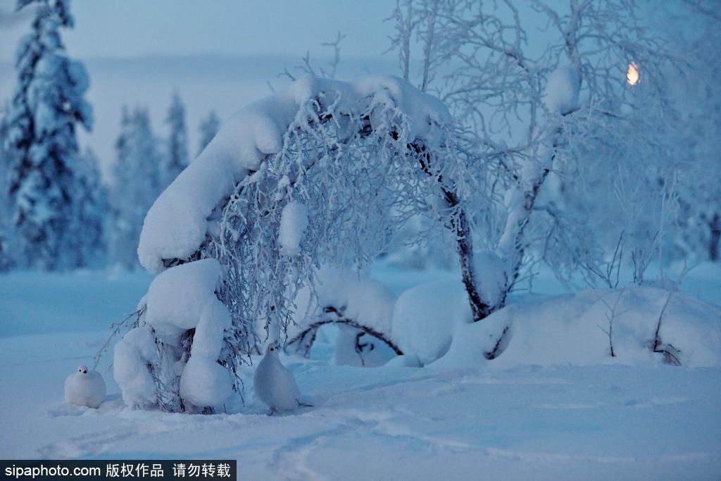 最强“隐身术” 柳雷鸟冬羽通体洁白雪中难辨(7) 第7页