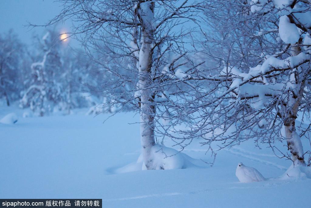 最强“隐身术” 柳雷鸟冬羽通体洁白雪中难辨(8) 第8页