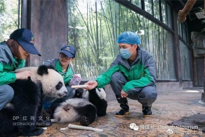 组图：胡歌变身动物保育员 与大熊猫亲密接触(2) 第2页