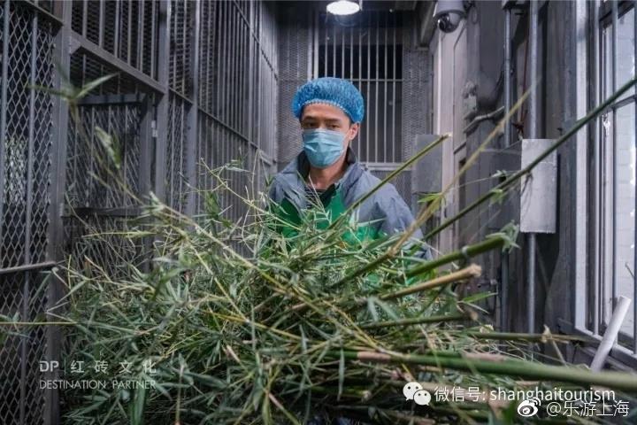 组图：胡歌变身动物保育员 与大熊猫亲密接触(3) 第3页