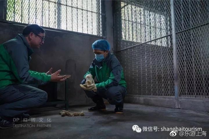 组图：胡歌变身动物保育员 与大熊猫亲密接触(4) 第4页