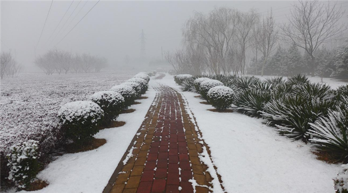 石家庄下雪图片 第1页