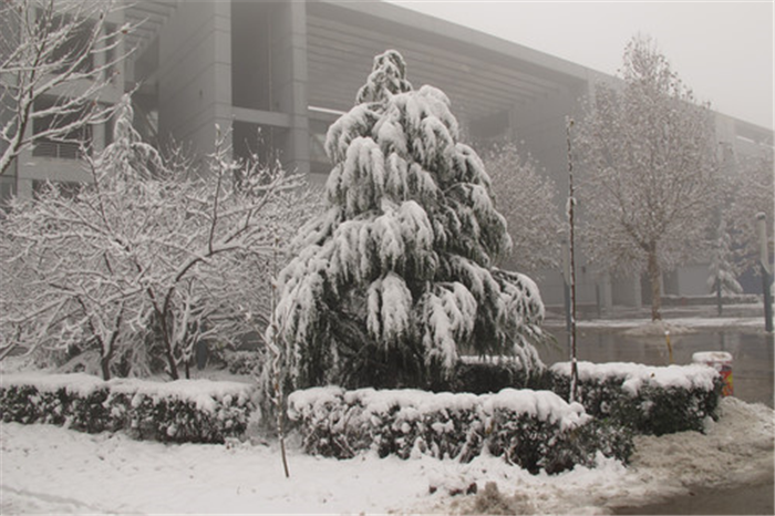 石家庄下雪图片(5) 第5页