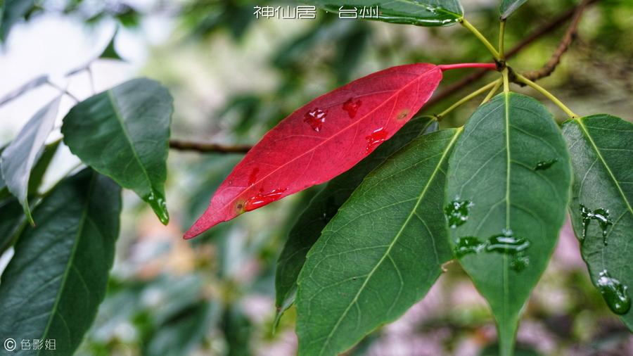 漫步神仙居，宛若在云端(10) 第10页