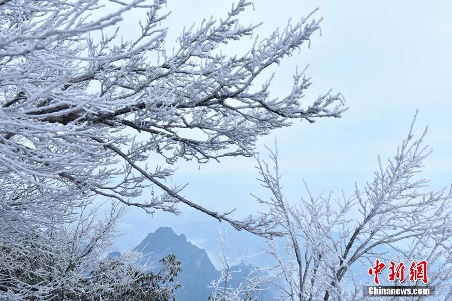 张家界天门山迎今冬首场雾凇 玉树琼枝晶莹剔透 第1页